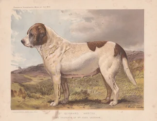 St. Bernard "abbedisse".