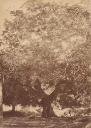 Valnøtttreet til keiser Charles V, Yuste, 1858.