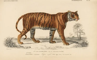 Kongelig tiger, fra «Universal Dictionary of Natural History» av Charles D#39;Orbigny
