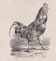 Gårdhane, vanlig rase., fra Magasin Pittoresque, ca. 1852.