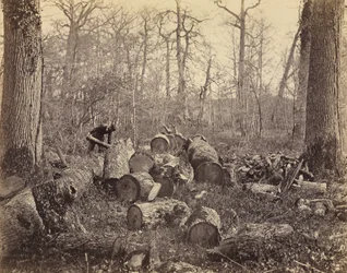 Fontainebleau-skogen