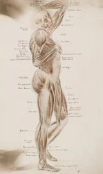 Study [Human muscles (captioned)] , ca. 1884 (vasketegning)