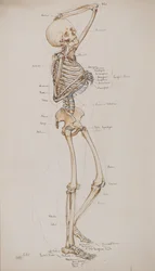 Studie [Menneskeskjelett (bein med tekst)], ca. 1884 (akvarell)