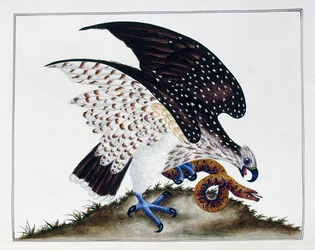 Rovfugl med slange, 1808-21
