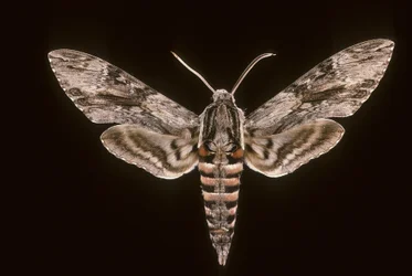 Agrius convolvuli/Sengetøy Sfinx/Hann