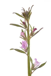 Misopates orontium/Skull/Rubicond Snapdragon/Field Snapdragon
