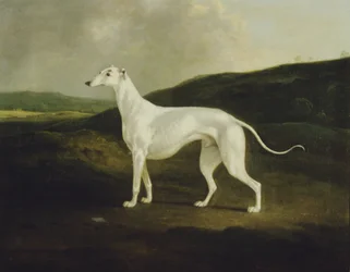 En greyhound i et landskap