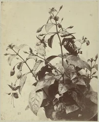 Blomsterstilleben med fuchsia