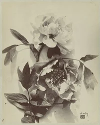 Blomsterstilleben med peoner