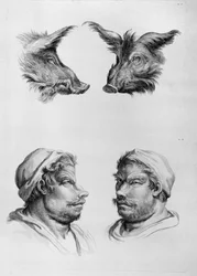 Likheter mellom hodet til et villsvin og en mann, fra Le Bruns «Livre de portraiture pour ceux qui commencent à dessiner»