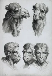 Likheter mellom hodet til en kamel og en mann, fra «Livre de portraiture pour ceux qui commencent à dessiner» av Le Brun