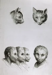 Likheter mellom hodet til en katt og en mann, fra «Livre de portraiture pour ceux qui commencent à dessiner» av Le Brun
