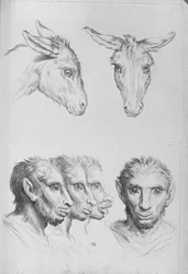 Likheter mellom hodet til et esel og en mann, fra «Livre de portraiture pour ceux qui commencent à dessiner» av Le Brun