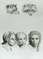 Likheter mellom hodet til en rev og en mann, fra «Livre de portraiture pour ceux qui commencent à dessiner» av Le Brun
