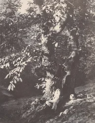 Mann liggende ved foten av et kastanjetre, 1850-53.