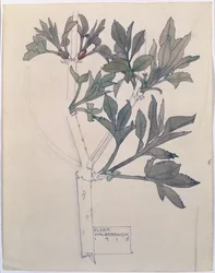 Elder, Walberswick, 1915 (wc og blyant på papir)
