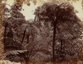 Hakgala-hagene, Nuwara Eliya