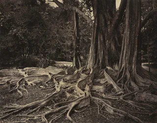 Rubber Tree, Assam, India Ficus Elastica, ca. 1880-tallet.