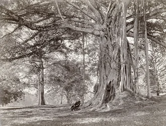 En gentleman som sitter under et stort innfødt tre i British Ceylon, nå kalt Sri Lanka, 1880-tallet