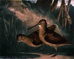 Rugder, plansje 4 av «British Feather Game», gravert av kunstneren, utgitt av R. Ackermann, ca. 1810