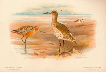 Stanghalespove Limosa rufa, Rødbenkel Totanus, 1900, 1900
