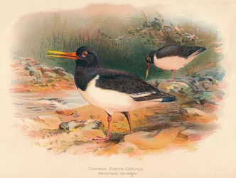 Vanlig østersfanger Haematopus ostralegus, 1900, 1900