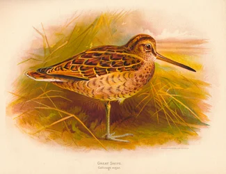 Storsnipe Gallinago major, 1900, 1900