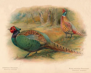 Japansk fasan Phasaianus versicolor, ringhalsfasan Phasaianus torquatus, 1900, 190