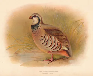 Rødbeint rapphøne Caccabus rufa, 1900, 1900