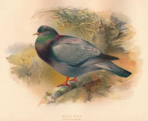 Stock Dove Columba aenas, 1900, 1900
