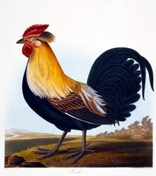 Hane (Phasianus), gravert av Robert Havell Jr. (1793-1878), 1835