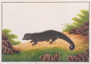 Binturong, fra tegninger av dyr, insekter og reptiler fra Malacca, ca. 1805-18 (wc og gouache på papir)