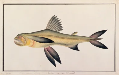 Bombay Duck, fra Drawings of Fishes from Malacca, ca. 1805-18 (wc på papir)