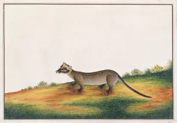 Common Palm Civet, fra tegninger av dyr, insekter og reptiler fra Malacca, ca. 1805-18 (gouache og wc på papir)