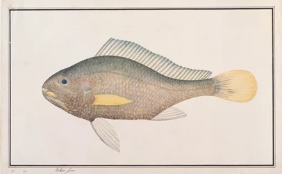 Croaker, fra Drawings of Fishes from Malacca, ca. 1805-18 (wc på papir)