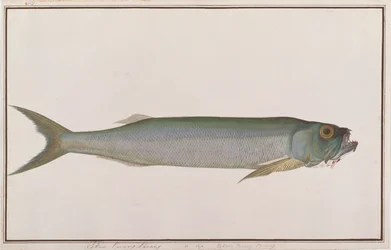 Dorab Wolf-sild, fra Drawings of Fishes from Malacca, ca. 1805-18 (wc på papir)