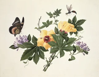 Hibiskus og sommerfugl