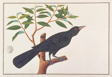Koel, fra Drawings of Birds from Malacca, ca. 1805-18 (wc på papir)
