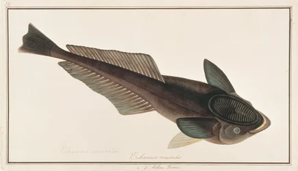 Levende Sharksucker, fra Drawings of Fishes from Malacca, ca. 1805-18 (wc på papir)