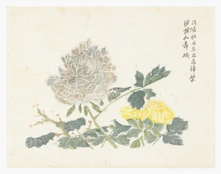 Sennepsfrøhage