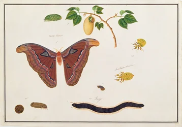 Seks leddyr, fra tegninger av dyr, insekter og reptiler fra Malacca, ca. 1805-18 (wc og gouache på papir)