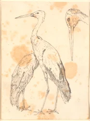 Storker