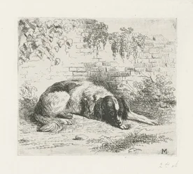 Liggende hund foran en vegg