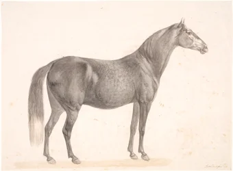 Svart hest