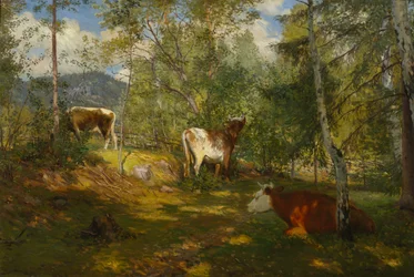 Solflekker i skogen
