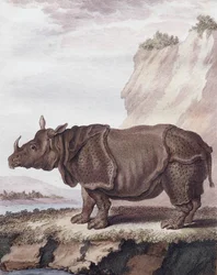 Neshorn (gravering)