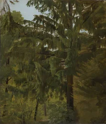 Gran i løvskogen