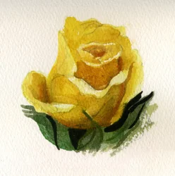 Gul rose, 2009 (akvarell på papir)