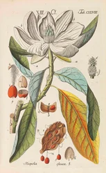Botanisk håndbok, 1808.