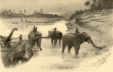 Elefanter ved bredden av Mahaweli-elven, Ceylon, 1898.